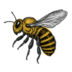 abella color enterramiento natural